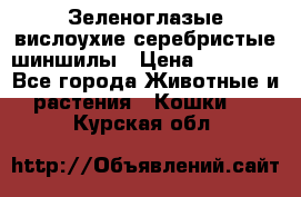 Зеленоглазые вислоухие серебристые шиншилы › Цена ­ 20 000 - Все города Животные и растения » Кошки   . Курская обл.